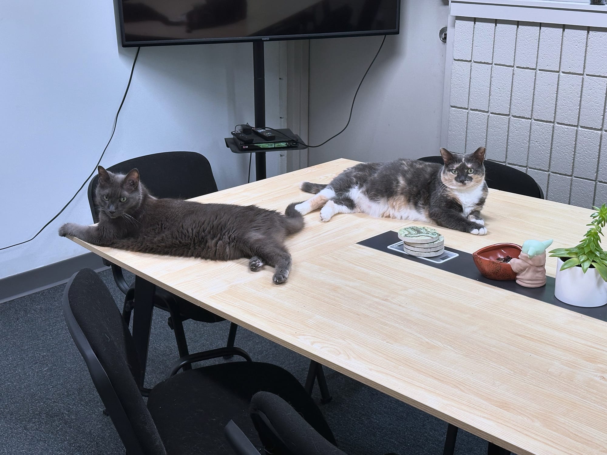 Professional Experience