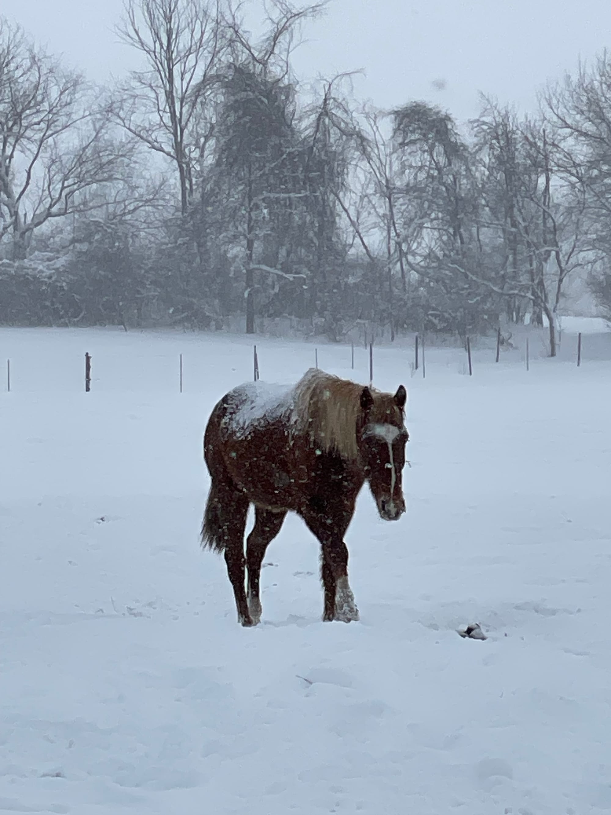 A horse in the snow.
