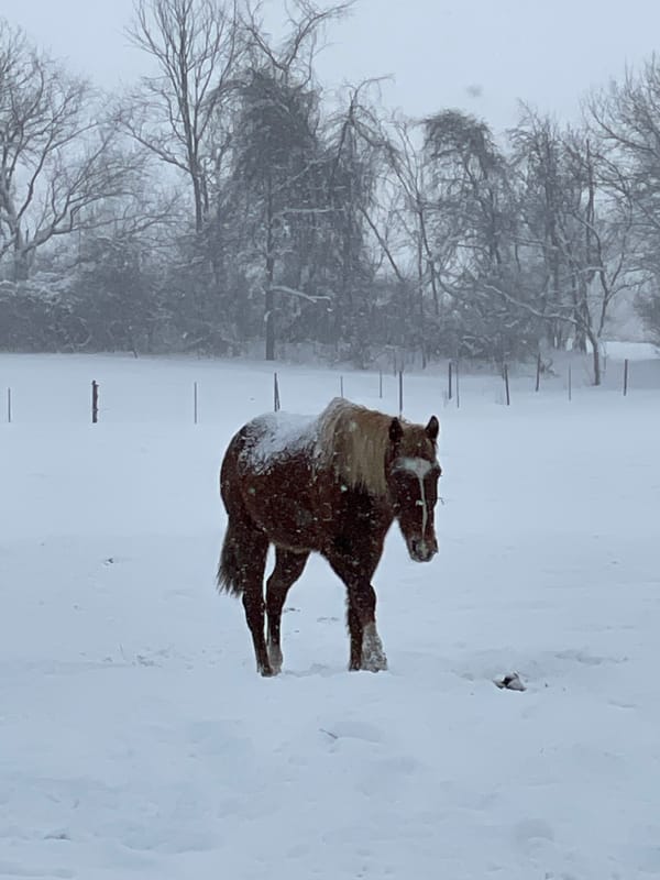 A horse in the snow.