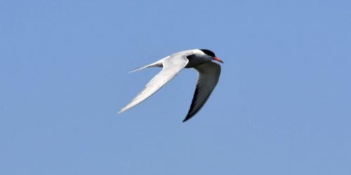 A tern in flight -- one of my favorite photos ever.