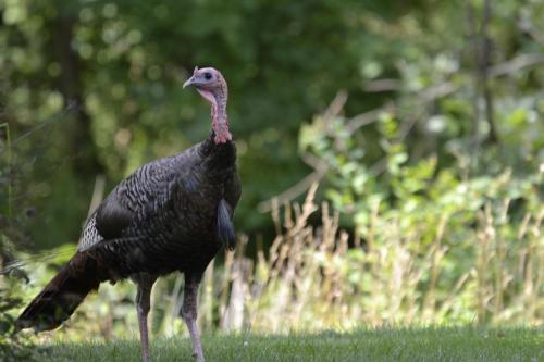 Animals of Plaster Creek (June 2016)