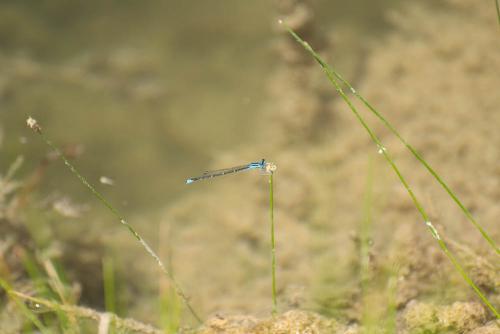 A dragonfly. Hard pic to catch.