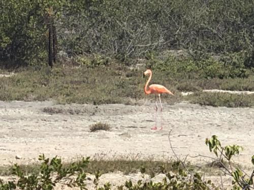 One of the many flamingos on the island. I wasn't fast enough to snap the donkey we saw.