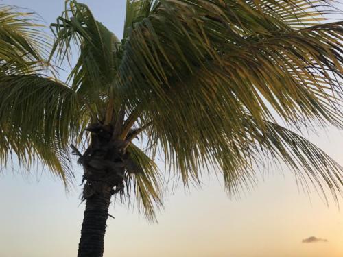 Bonaire (February 2020)