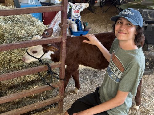 Cade pets a baby cow. Mooo!