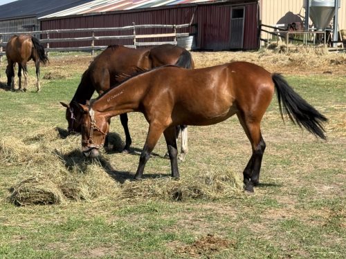 Valkyrie finally turned out into the filly pasture.
