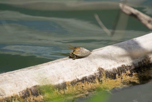 A turtle's shell makes for a great dragonfly helipad.