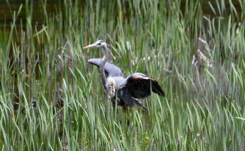 Ludington State Park (June 2014)