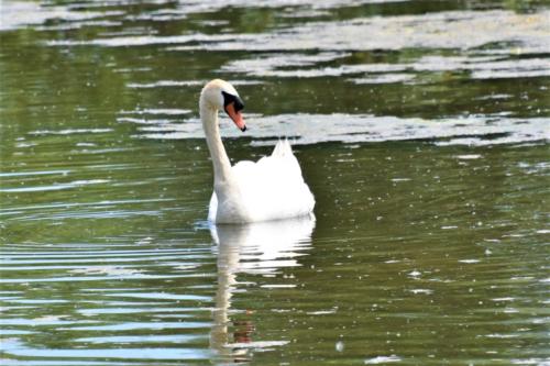 A swan. He was staring at the rest of his family, as the baby swans kept dunking for food.