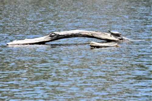 Do you see the turtle sunning on the log?
